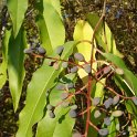 Ligustrum chenaultii P1E